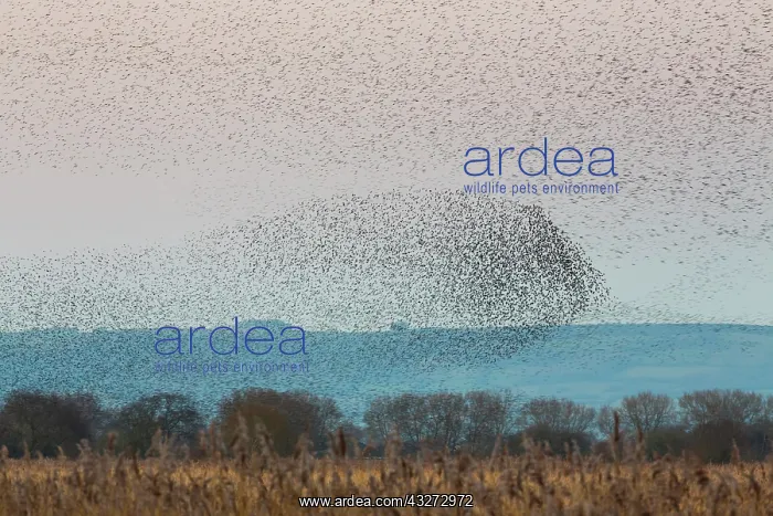 : 80200742 Starlings - flock at roost Somerset, UK : 80200742 Starlings - flock at roost Somerset, UK