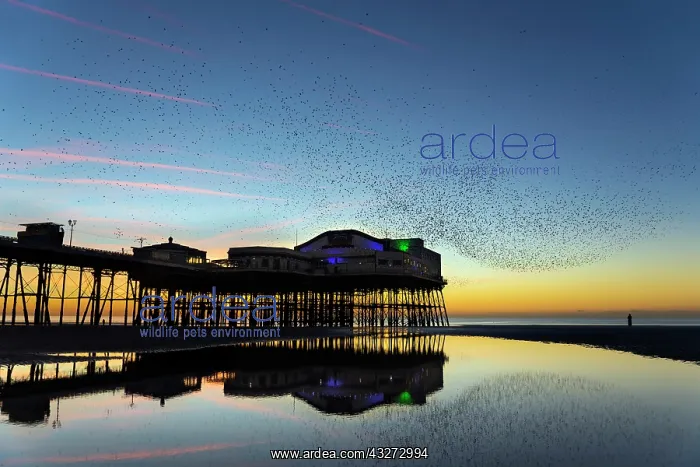  : 80200744 Starlings - flock at roost North Pier