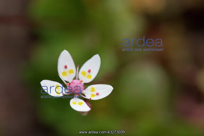 : 80200745 Starry Saxifrage Flower Cumbria, UK Saxifraga : 80200745 Starry Saxifrage Flower Cumbria, UK Saxifraga