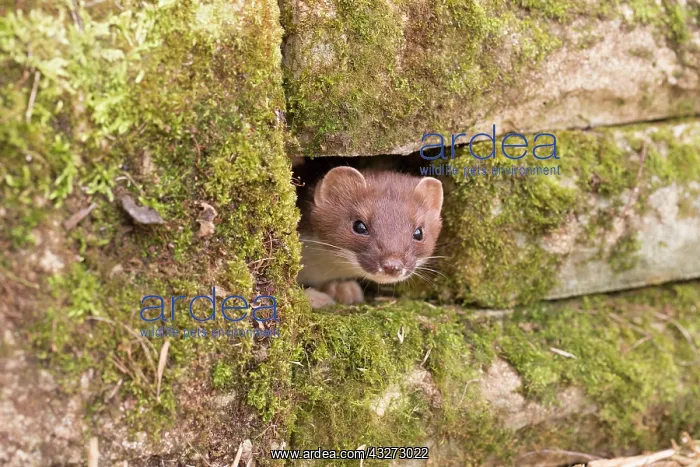 : 80200746 Stoat - peering out of wall Devon, UK : 80200746 Stoat - peering out of wall Devon, UK
