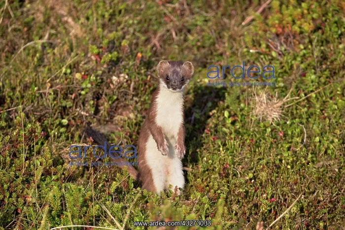 : 80200747 Stoat Yorkshire, UK Mustela erminea David : 80200747 Stoat Yorkshire, UK Mustela erminea David