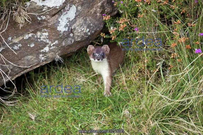 : 80200748 Stoat Yorkshire, UK Mustela erminea David : 80200748 Stoat Yorkshire, UK Mustela erminea David