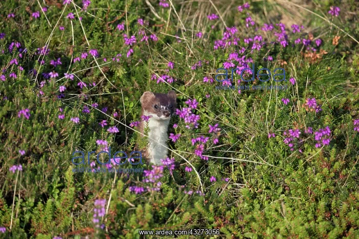 : 80200749 Stoat - in Heather Yorkshire, UK Mustela : 80200749 Stoat - in Heather Yorkshire, UK Mustela