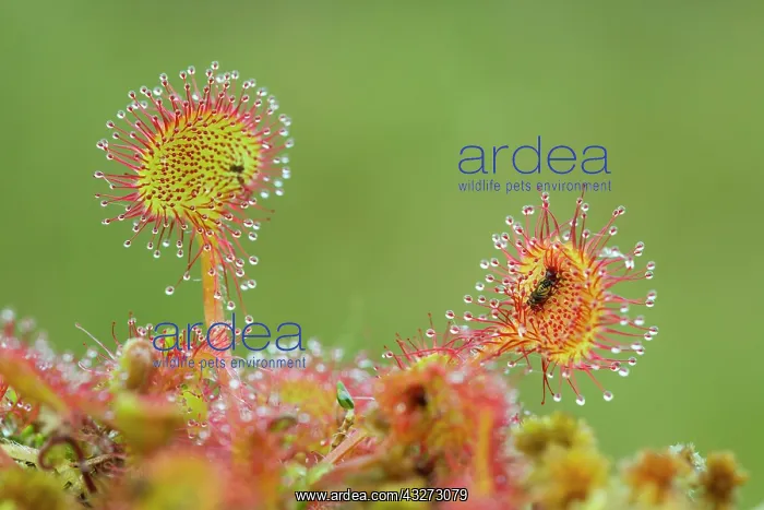 : 80200751 Round Leaved Sundew - with trapped insect : 80200751 Round Leaved Sundew - with trapped insect