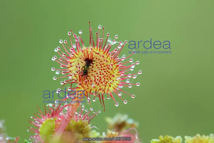 : 80200752 Round Leaved Sundew - with trapped insect : 80200752 Round Leaved Sundew - with trapped insect