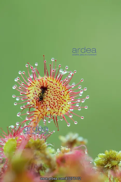 : 80200753 Round Leaved Sundew - with trapped insect : 80200753 Round Leaved Sundew - with trapped insect