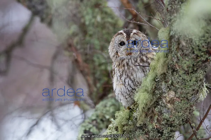 : 80200755 Tawny Owl Scotland, UK Strix aluco David : 80200755 Tawny Owl Scotland, UK Strix aluco David