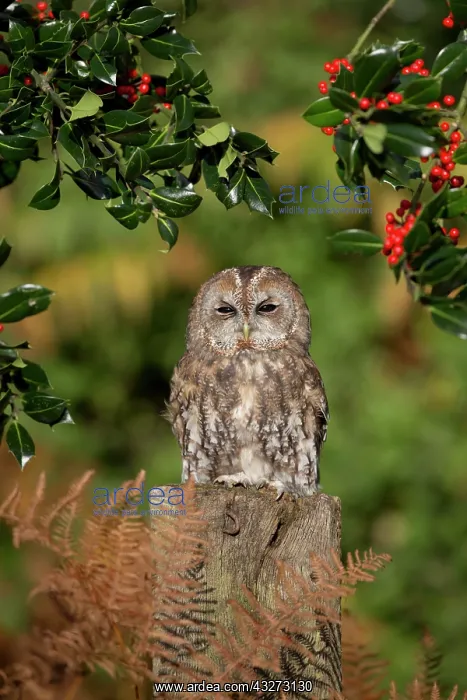 : 80200756 Tawny Owl - with Holly Cornwall, UK Strix : 80200756 Tawny Owl - with Holly Cornwall, UK Strix