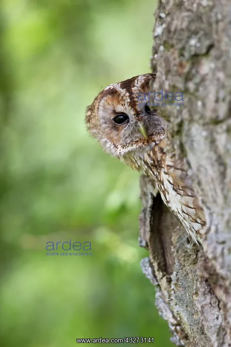  : 80200757 Tawny Owl Wales, UK Strix aluco David Chapman