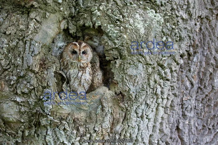 : 80200758 Tawny Owl Wales, UK Strix aluco David Chapman : 80200758 Tawny Owl Wales, UK Strix aluco David Chapman