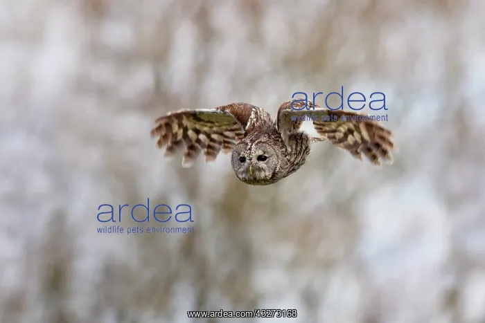 : 80200759 Tawny Owl - in flight Scotland, UK Strix : 80200759 Tawny Owl - in flight Scotland, UK Strix