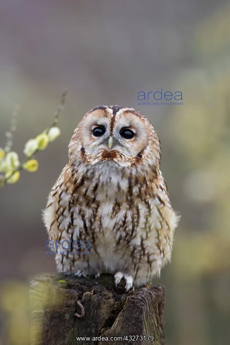 : 80200760 Tawny Owl - portrait UK Strix aluco David : 80200760 Tawny Owl - portrait UK Strix aluco David