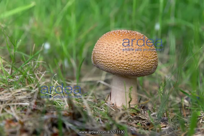 : 80200761 The Blusher Mushroom Cumbria, UK Amanita : 80200761 The Blusher Mushroom Cumbria, UK Amanita