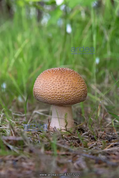 : 80200762 The Blusher Mushroom Cumbria, UK Amanita : 80200762 The Blusher Mushroom Cumbria, UK Amanita