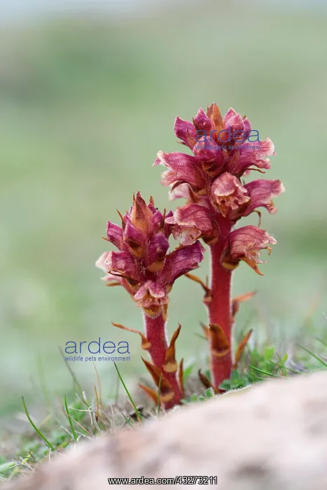 : 80200763 Thyme Broomrape Cornwall, UK Orobanche : 80200763 Thyme Broomrape Cornwall, UK Orobanche