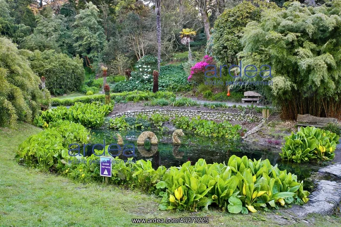 : 80200764 Trebah Garden - with water feature in Spring : 80200764 Trebah Garden - with water feature in Spring