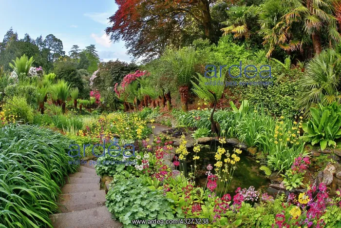 : 80200765 Trebah Garden - Spring Cornwall, UK David : 80200765 Trebah Garden - Spring Cornwall, UK David