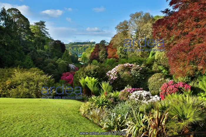 : 80200766 Trebah Garden - Spring Cornwall, UK David : 80200766 Trebah Garden - Spring Cornwall, UK David