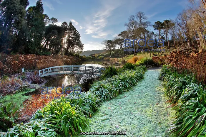 : 80200769 Trebah Garden - Winter Cornwall, UK David : 80200769 Trebah Garden - Winter Cornwall, UK David