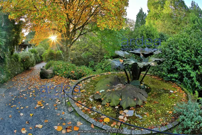 : 80200770 Trebah Garden - Autumn Cornwall, UK David : 80200770 Trebah Garden - Autumn Cornwall, UK David