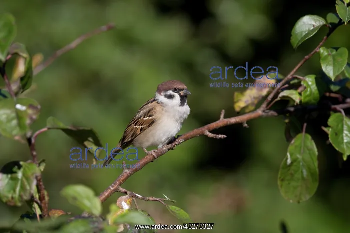 : 80200773 Tree Sparrow Yorkshire, UK Passer montanus : 80200773 Tree Sparrow Yorkshire, UK Passer montanus
