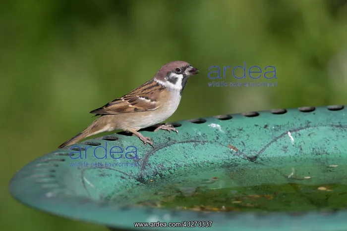 : 80200774 Tree Sparrow - at bird bath Yorkshire : 80200774 Tree Sparrow - at bird bath Yorkshire