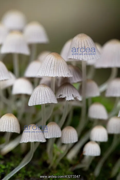 : 80200775 Trooping Crumble Cap Fungus Cornwall, UK : 80200775 Trooping Crumble Cap Fungus Cornwall, UK