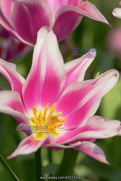 : 80200776 Tulip - variety Ballade UK David Chapman : 80200776 Tulip - variety Ballade UK David Chapman