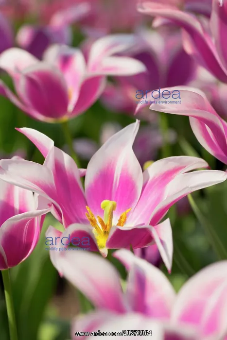 : 80200777 Tulip - variety Ballade UK David Chapman : 80200777 Tulip - variety Ballade UK David Chapman
