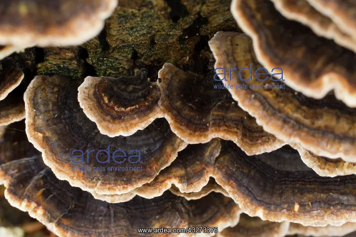 : 80200778 Turkey Tail Fungus Cornwall, UK Trametes : 80200778 Turkey Tail Fungus Cornwall, UK Trametes