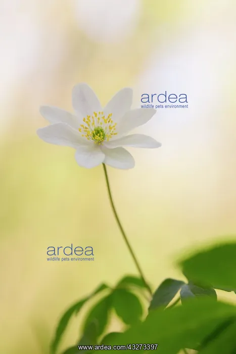 : 80200781 Wood Anemone Flower Cornwall, UK Anemone : 80200781 Wood Anemone Flower Cornwall, UK Anemone