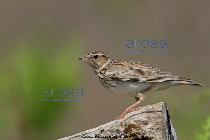 : 80200783 Woodlark Suffolk, UK Lullula arborea David : 80200783 Woodlark Suffolk, UK Lullula arborea David