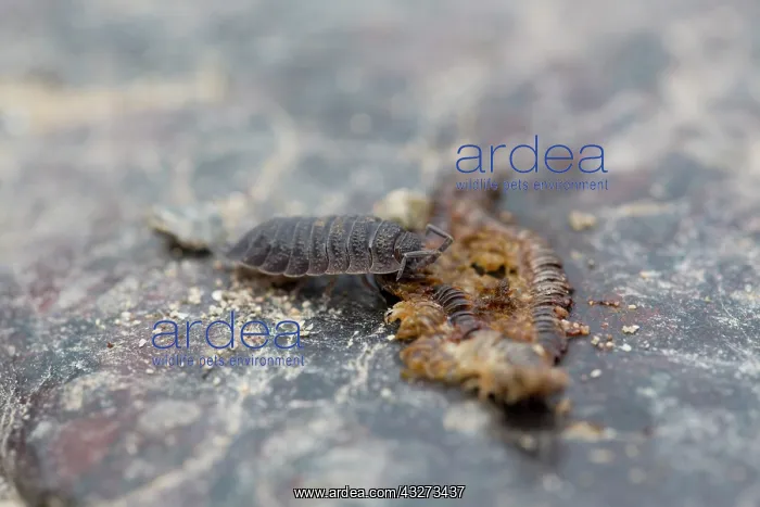  : 80200784 Woodlouse - feeding on dead Millipede Cornwall