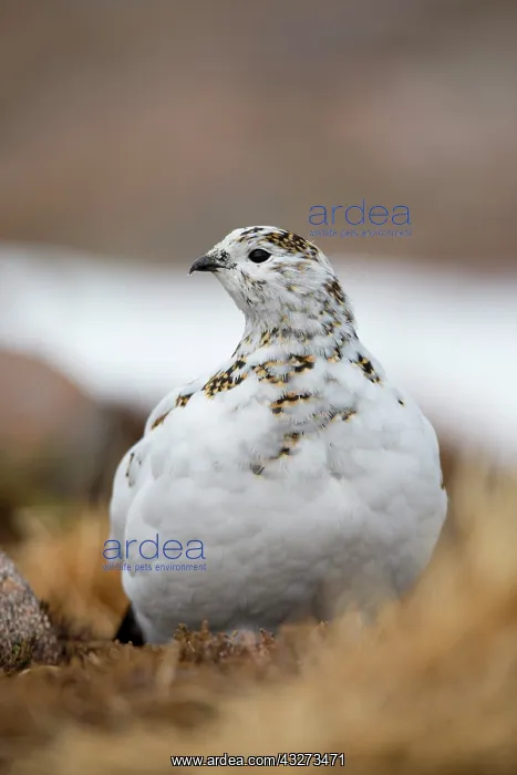 : 80200787 Ptarmigan - Spring Scotland, UK Lagopus : 80200787 Ptarmigan - Spring Scotland, UK Lagopus