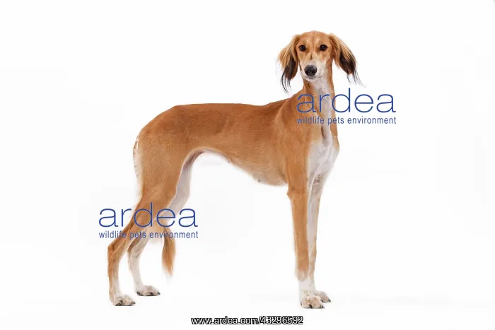: 80200788 Dog - Saluki / Persian Greyhound Jean-Michel : 80200788 Dog - Saluki / Persian Greyhound Jean-Michel