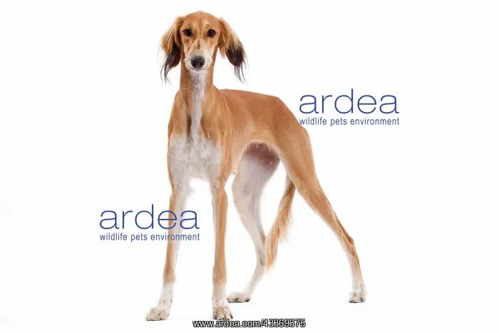 : 80200789 Dog - Saluki / Persian Greyhound Jean-Michel : 80200789 Dog - Saluki / Persian Greyhound Jean-Michel