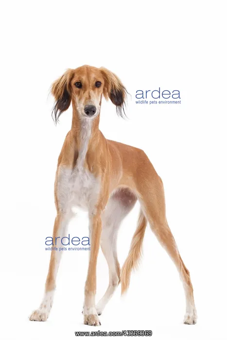 : 80200790 Dog - Saluki / Persian Greyhound Jean-Michel : 80200790 Dog - Saluki / Persian Greyhound Jean-Michel