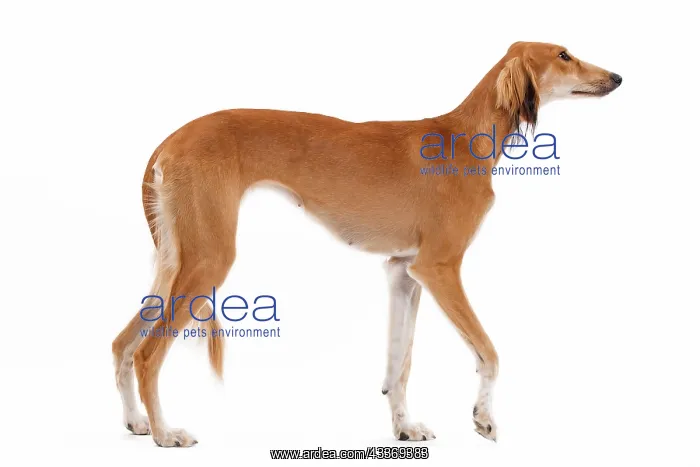 : 80200791 Dog - Saluki / Persian Greyhound Jean-Michel : 80200791 Dog - Saluki / Persian Greyhound Jean-Michel