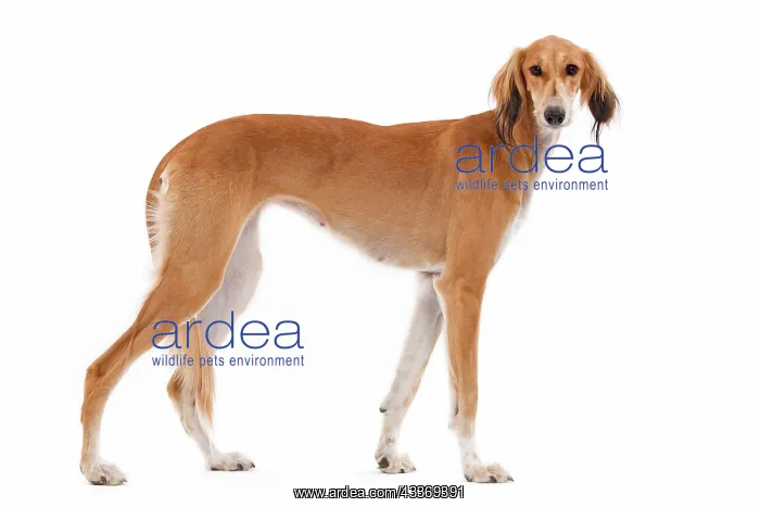 : 80200792 Dog - Saluki / Persian Greyhound Jean-Michel : 80200792 Dog - Saluki / Persian Greyhound Jean-Michel
