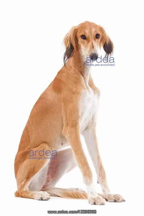 : 80200793 Dog - Saluki / Persian Greyhound Jean-Michel : 80200793 Dog - Saluki / Persian Greyhound Jean-Michel