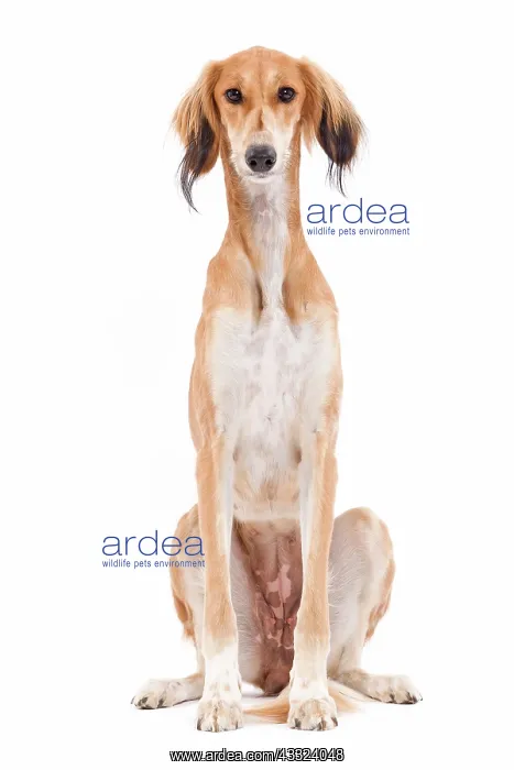 : 80200794 Dog - Saluki / Persian Greyhound Jean-Michel : 80200794 Dog - Saluki / Persian Greyhound Jean-Michel