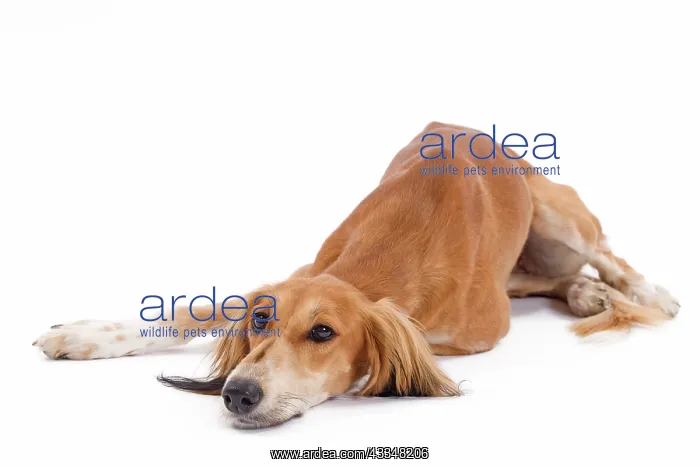  : 80200795 Dog - Saluki  /  Persian Greyhound Jean-Michel