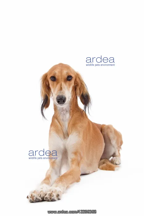  : 80200796 Dog - Saluki  /  Persian Greyhound Jean-Michel