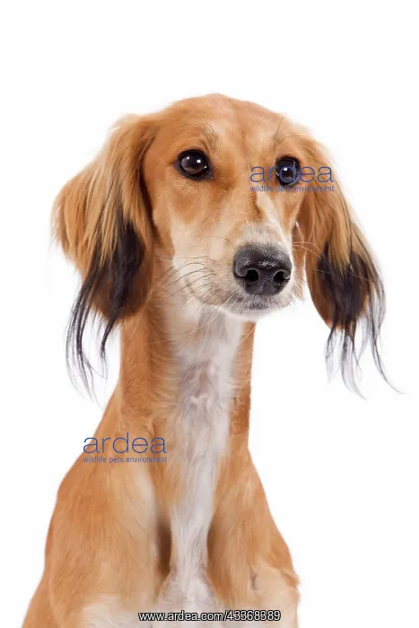 : 80200797 Dog - Saluki / Persian Greyhound Jean-Michel : 80200797 Dog - Saluki / Persian Greyhound Jean-Michel