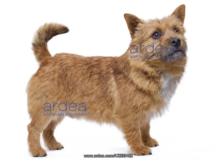 : 80200798 Dog - Norwich Terrier Jean-Michel Labat : 80200798 Dog - Norwich Terrier Jean-Michel Labat