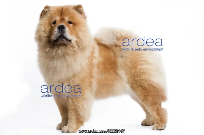 : 80200799 Dog - Chow Chow Jean-Michel Labat All images : 80200799 Dog - Chow Chow Jean-Michel Labat All images