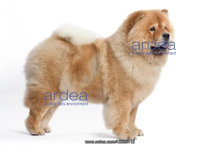 : 80200800 Dog - Chow Chow Jean-Michel Labat All images : 80200800 Dog - Chow Chow Jean-Michel Labat All images