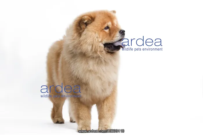 : 80200801 Dog - Chow Chow Jean-Michel Labat All images : 80200801 Dog - Chow Chow Jean-Michel Labat All images