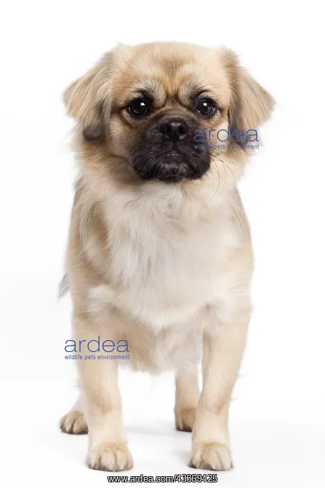: 80200802 Dog - Tibetan Spaniel Jean-Michel Labat : 80200802 Dog - Tibetan Spaniel Jean-Michel Labat