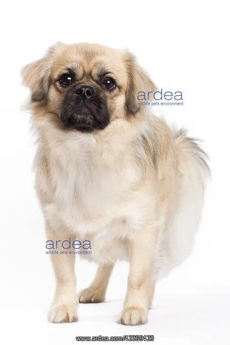 : 80200803 Dog - Tibetan Spaniel Jean-Michel Labat : 80200803 Dog - Tibetan Spaniel Jean-Michel Labat